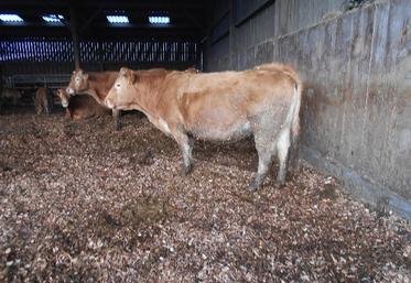 Des vaches Parthenaises sur une litière bois.