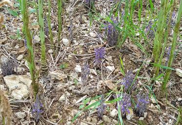 Lors de la visite de l'essai de Faye-sur-Ardin le 30 mai, des hampes florales ont été remarquées aux pieds du colza sur le témoin sensible.