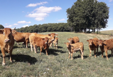 Le projet Proverbial a cherché à positionner le troupeau bovin allaitant dans l'offre de viande bio sur le segment de la restauration collective  en proposant des itinéraires alternatifs pour valoriser la voie mâle en jeunes rosés et bœufs rajeunis.