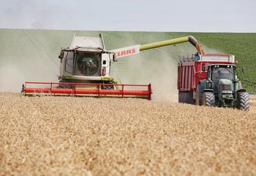 Les rendements nationaux de blé tendre de 2024 sont estimés à 59,33 q/ha, contre 73,9 q/ha l'an dernier.