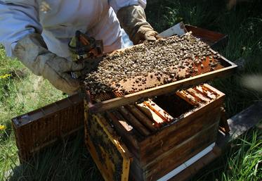 Les températures fraîches de ce printemps ont limité les sorties des abeilles.