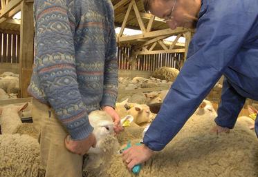 La profession veut un soutien pour les vaccins FCO-8.