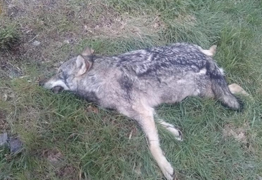 Dans la région, tous les loups aperçus étaient isolés. Ici, le loup retrouvé dans la Vienne en 2021.