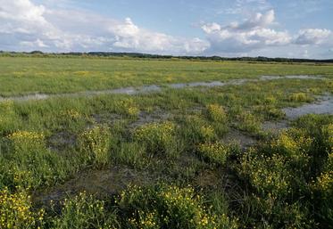 Prairie de marais à Genouillé, le 20 mai 2024.