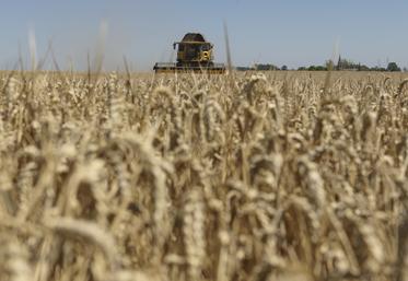 La moisson de blé est en recul de 34 % en Charente, contre 24 % au niveau national.