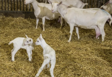 Les chevreaux sont nourris avec un aliment d'allaitement à 60 % de poudre de lait. Un coût économique mais un gain de temps  et une sécurité en termes de croissance.