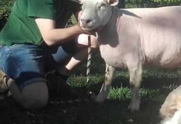 Aurélien Evrard élève des Texel en Wallonie. 