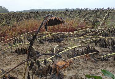 Certaines parcelles de tournesols ont subi trop de dégâts pour être récoltées.