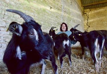 Anaïs Pellerin au milieu de ses chèvres. Les premiers fromages sont attendus au printemps 2025.