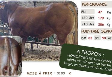 Ulhan, taureau homozygote