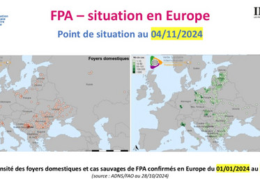 Densité des foyers domestiques et cas sauvages de FPA confirmés en Europe au 28 octobre 2024.