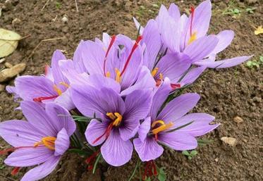 Fleurs de safran. C'est le pistil, rouge, qui est déshydraté pour devenir une épice prisée des chefs.