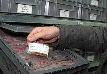 Le centre Inrae de Clermont-Ferrand s'appuie sur un patrimoine d'environ 14 000 variétés de blé pour ses recherches sur le génome de cette céréale.