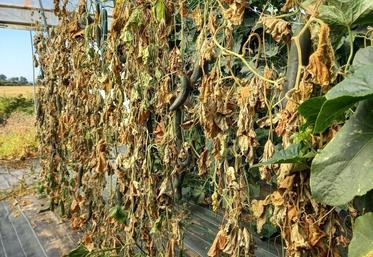 Culture de concombres attaquée par le mildiou.