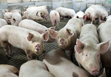 L'élevage porcin de Léa Kozik et Guillaume Coreller est situé à Nanteuil-en-Vallée.