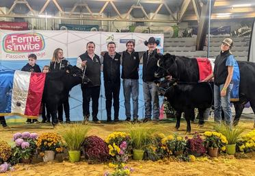 Les Angus ont été présentés suite à la vente aux enchères. Les juges William Mc Laren et João Diogo Ferreira ont élu meilleure femelle la vache Road Runner, appartenant au Gaec du Cèdre, à Surin (86) et meilleur mâle, JCGValenti, de l'Earl Gendro (33).