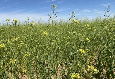 Résistante aux maladies, la cameline ne demande pas non plus de passage d'insecticide.