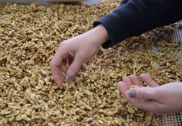 Le plan d'urgence de la filière est estimé par InterNoix à plus de 20 millions d'euros.