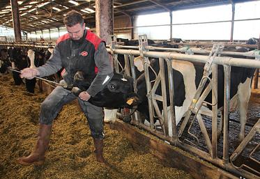 Metrabol est destiné à faciliter le processus de retour à l'état fonctionnel de l'appareil reproducteur de la vache.