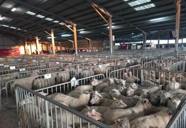 953 ovins étaient présentés au marché au cadran de Parthenay, le 11 décembre.