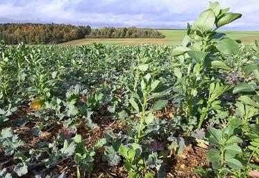 Les couverts de légumineuses gélives contribuent à réduire le nombre de larves d'insectes d'automne.