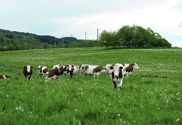 Plus le troupeau laitier est grand, plus la durée de vie baisse.