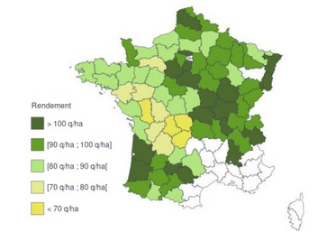 Estimation précoce de rendements de maïs grain 2024 (hors semences), au 12 novembre.