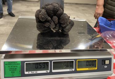 Avant les fêtes, le kilo de truffes pouvait se vendre jusqu'à 1 200 euros.