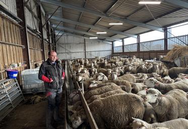 Nicolas Mauguit surveille ses ovins et bovins.