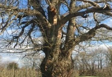 Voici Hector, ce magnifique arbre centenaire est un abri naturel de choix pour les chauves-souris. En complément, des nichoirs ont été ajoutés autour du tronc.