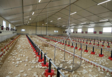 La demande en poulet a augmenté de 10 % sur les neuf premiers mois de 2024 par rapport à la même période en 2023.