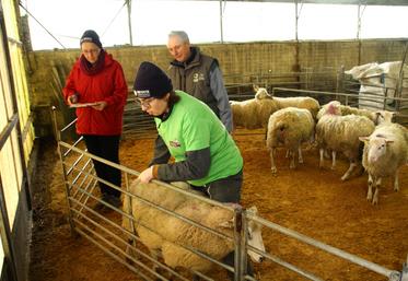 Romain Royoux pendant l'épreuve d'appréciation de la santé d'une brebis.