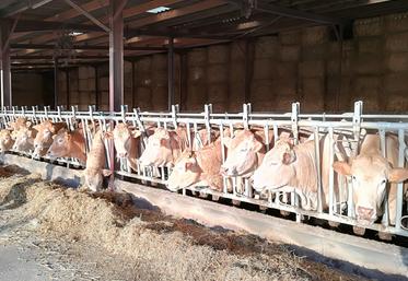 L'hiver n'est pas une saison favorable pour les bovins, d'autant que cette année 2025 s'annonce sanitairement peu favorable...