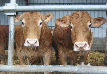 Le guide pour les aides bovines est ouvert jusqu'au 15 mai.