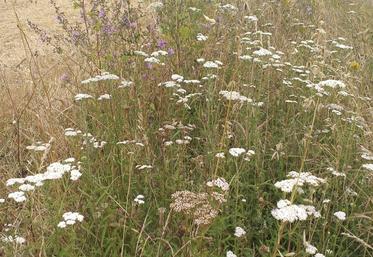 Ces bandes riches d'une végétation diversifiée servent de refuge à la faune sauvage.