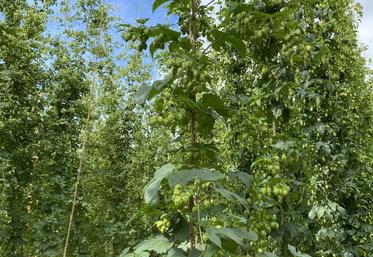 Les lianes de houblon atteignent plusieurs mètres de hauteur.