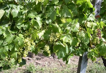 Vignes charentaises.