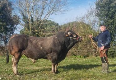 Jérémy et Nicolas Guinot présenteront « Orage » un taureau de race bazadaise.