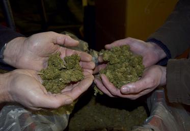 Fleurs de CBD après séchage.