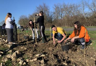 Les jeunes ont mis en terre 300 plants lundi dernier à Saujon.