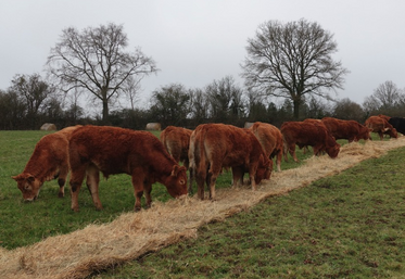 Le bale grazing consiste à affourager les animaux directement au champ l'hiver.