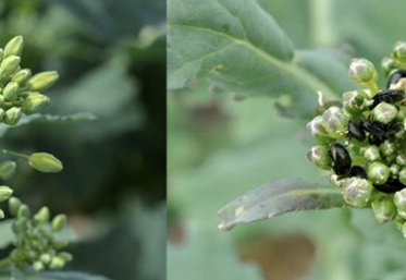 De faible à forte infestation en méligèthes