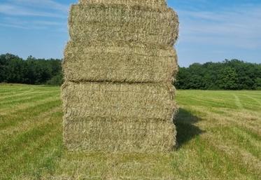 Manque d'azote ou d'énergie, déséquilibre, manque d'apport vitaminique et minéral sont fréquents lors de rations trop frugales, basées sur les seuls fourrages s'ils ne sont pas de haute qualité.