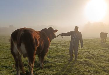 limousine concours photo eliance eleveur brouillard