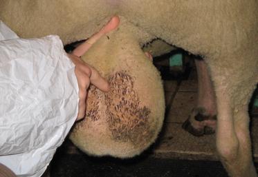 La grande majorité des béliers malades de la FCO semble avoir récupéré ses capacités de reproduction trois mois après la maladie.