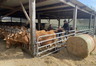 Libérer l'arrière des bovins permet à l'éleveur et au vétérinaire de travailler dans une plus grande sécurité.