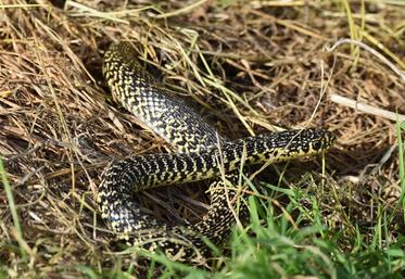Cette couleuvre verte et jaune n'est pas venimeuse.