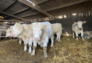 Les JB du Gaec sont engraissés avec une ration à base de 60 % d'ensilage de maïs et 40 % d'ensilage d'herbe, récolté tôt pour conserver les valeurs alimentaires.