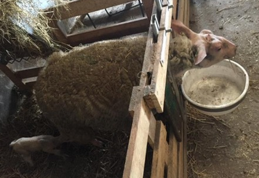 Un système pour les veaux réadapté à la taille des brebis.
