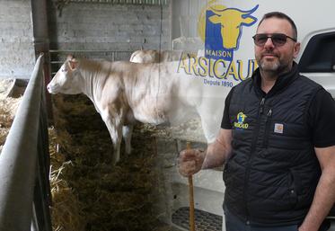 Parmi les animaux préparés par Pascal Arsicaud et son équipe, Ryta, une vache blonde d'Aquitaine.